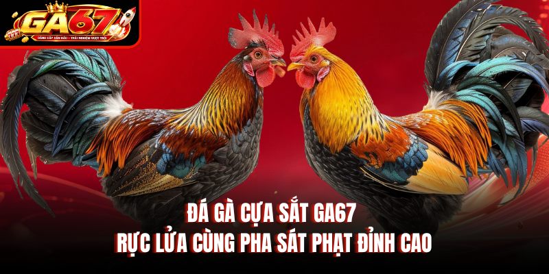 Đá Gà Cựa Sắt GA67 – Rực Lửa Cùng Pha Sát Phạt Đỉnh Cao