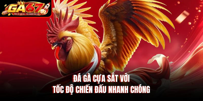 Đá gà cựa sắt với tốc độ chiến đấu nhanh chóng