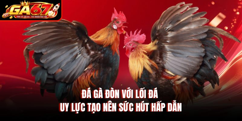 Đá gà đòn với lối đá uy lực tạo nên sức hút hấp dẫn