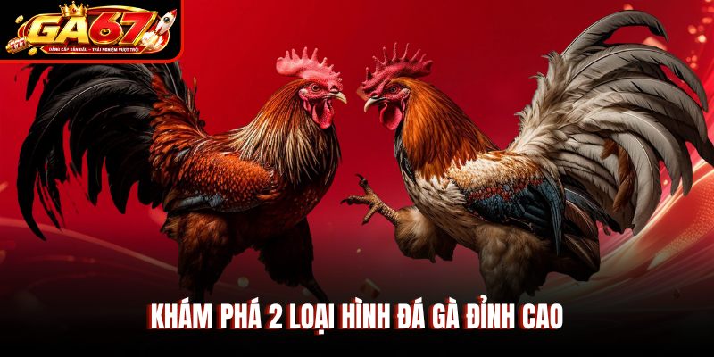 Khám phá 2 loại hình đá gà đỉnh cao