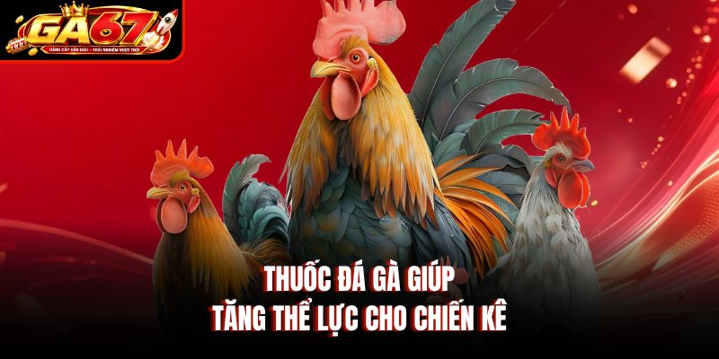 Thuốc đá gà giúp tăng thể lực cho chiến kê