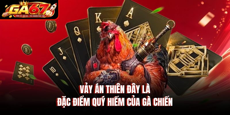 Vảy án thiên đây là đặc điểm quý hiếm của gà chiến
