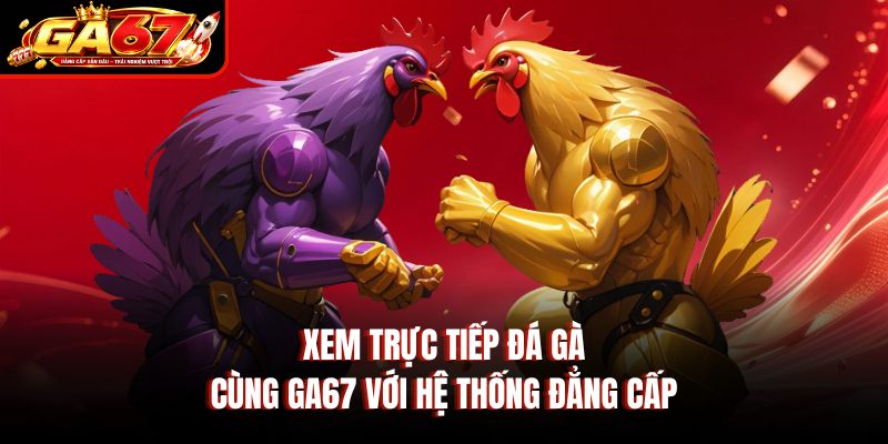 Xem trực tiếp đá gà cùng GA67 với hệ thống đẳng cấp