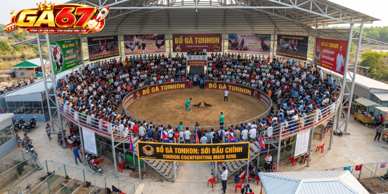 Bồ Gà Tonhon Là Gì?